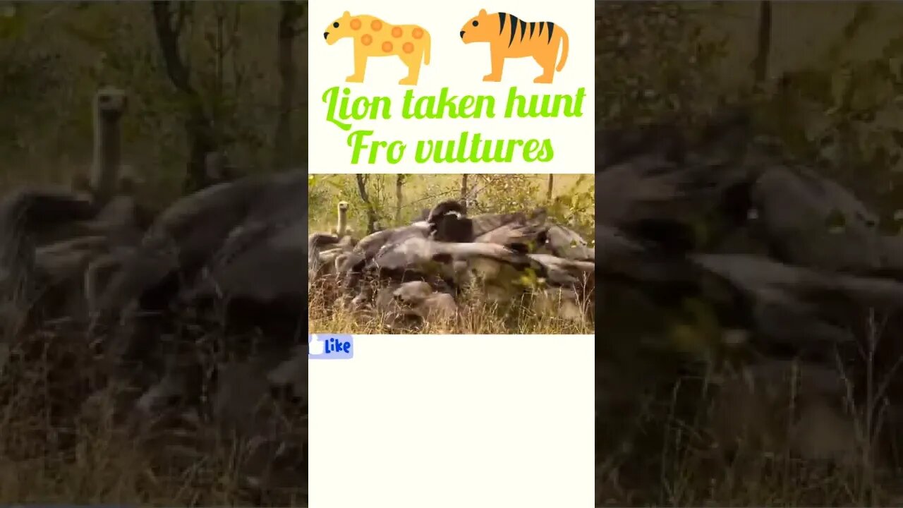 Lion taken hunt from Vultures ®#shorts #shortsfeed #youtubeshorts