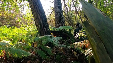 Half TIPI TARP camping | Find Kienspan | Cooking Fried potatoes | Relax with Dogs | Forest ASMR-3