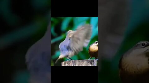 Cute 🥰 birds showing dance moves 🍀🌹🌹#shorts #viral #fyp #respect