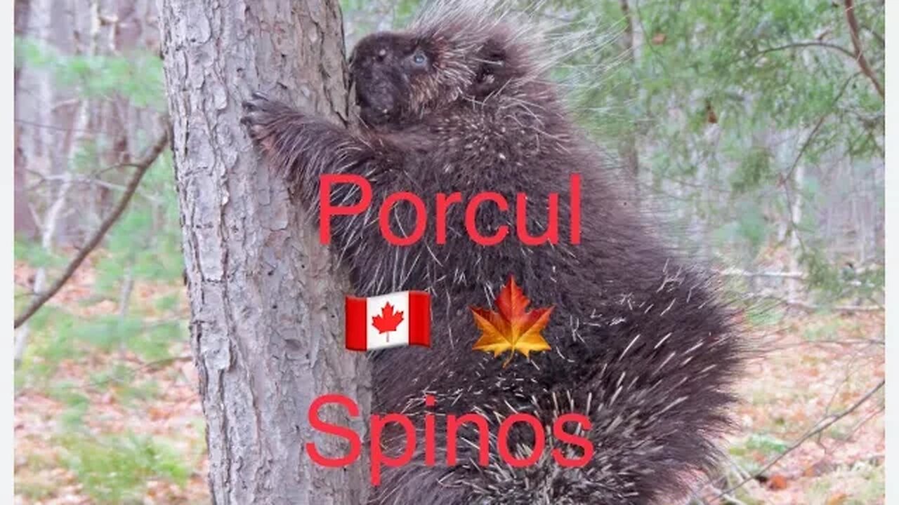 Pe urmele Porcului Spinos în Canada