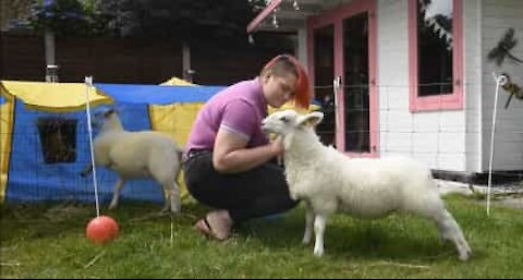 Cette famille a des animaux de compagnie insolites