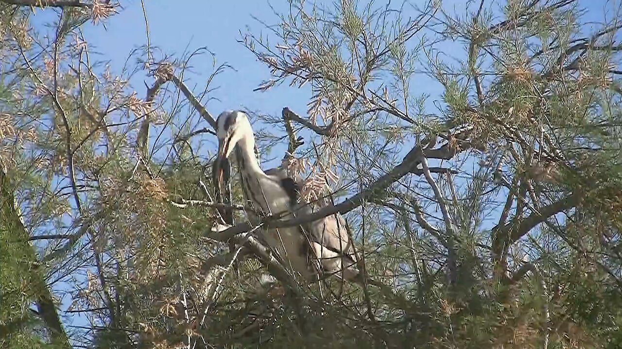 big bird eating snack.......😌