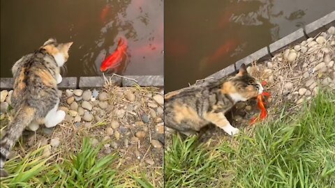 Cats are natural fishing masters