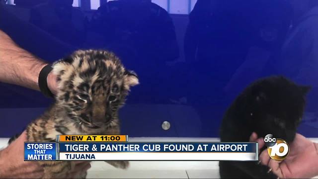 Tiger and panther cub found at airport