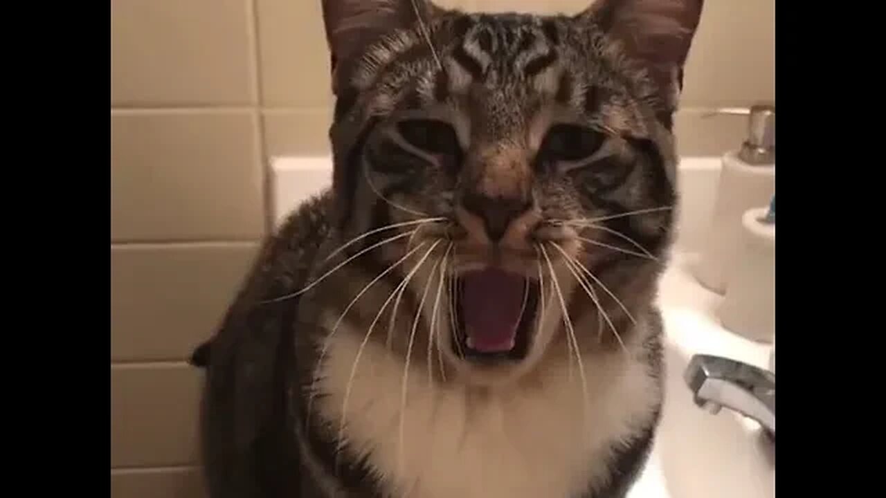 PLAYING CAT VIDEO MEAWWW