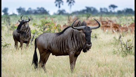 Wildebeest | 1000 babies in every 1 hour!