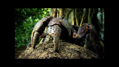 This Crab Cant Swim But Has To Lay Its Eggs In The Sea Natures Biggest Beasts