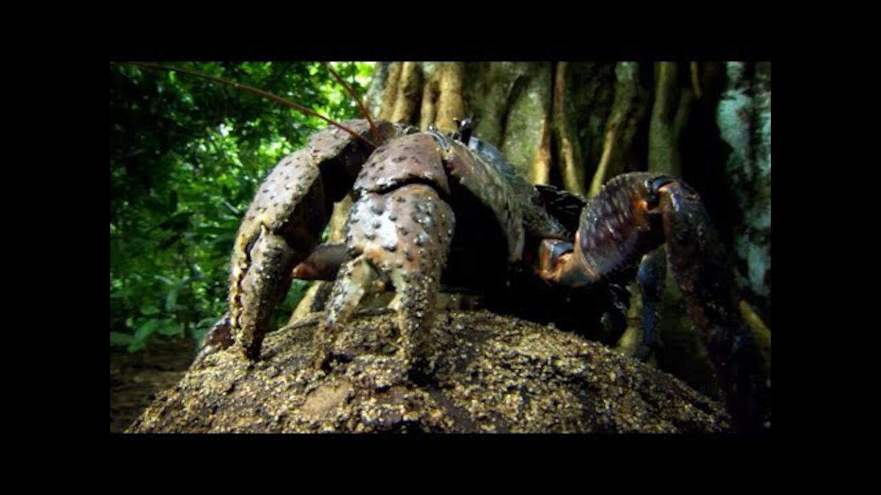 This Crab Cant Swim But Has To Lay Its Eggs In The Sea Natures Biggest Beasts