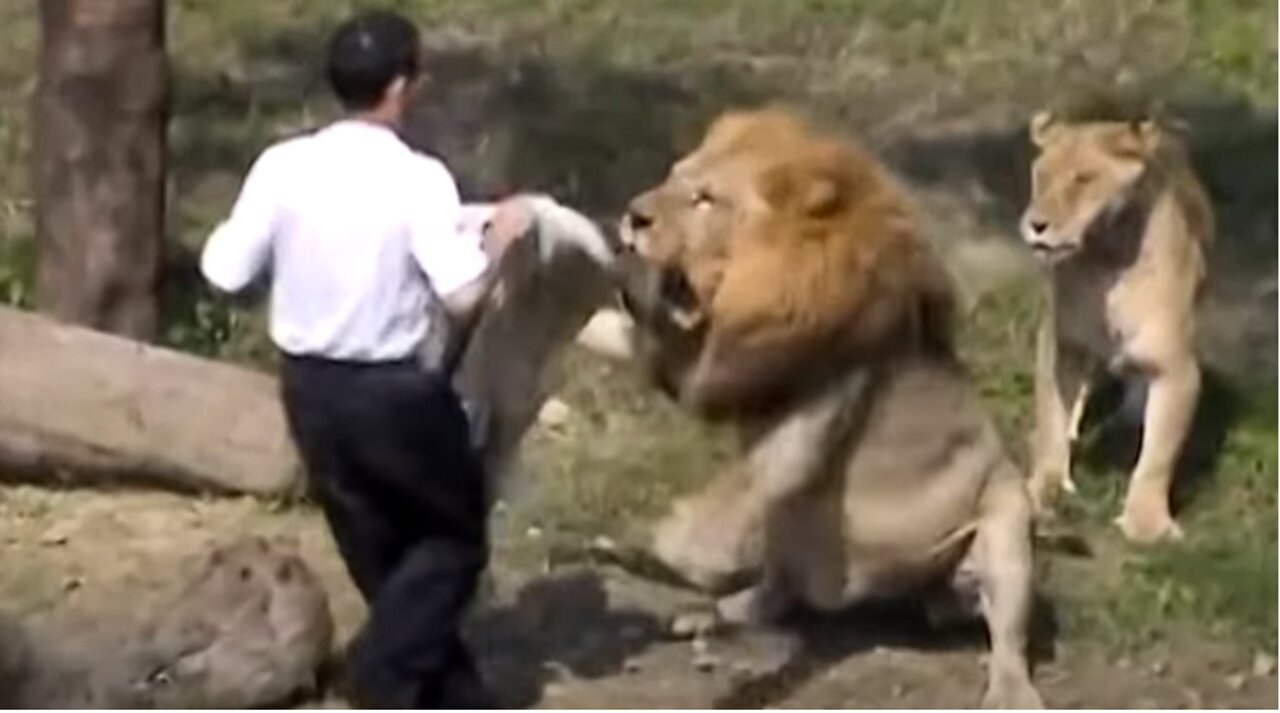 CRAZY Man vs Lion Taipei Zoo