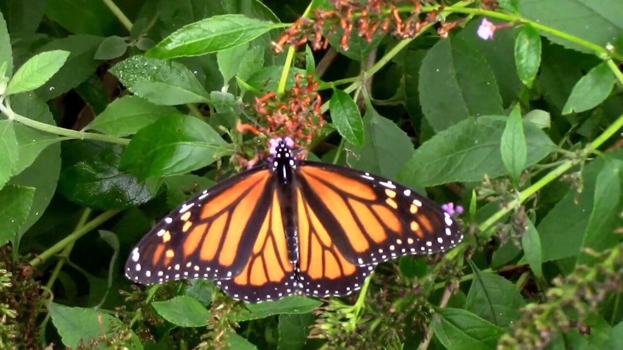 Flowers That Butterflies Use in the Fall Months