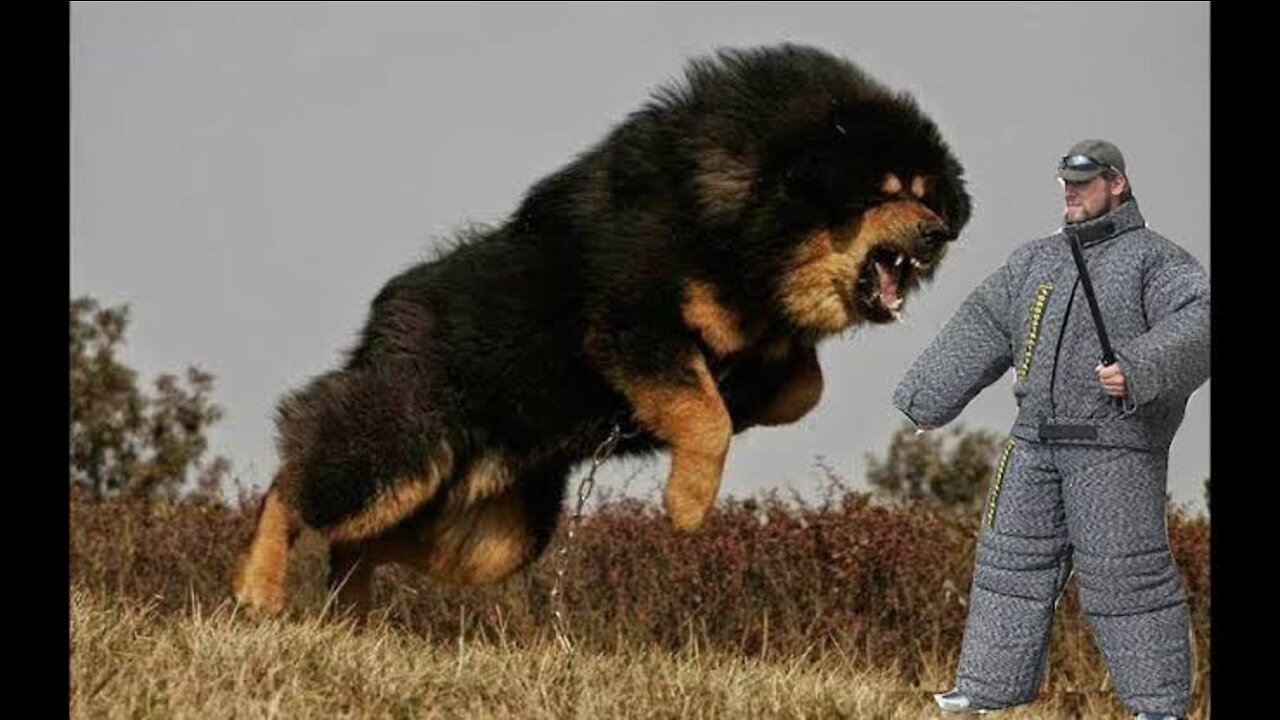 Eight Most Strongest, Dangerous & Fearless Dog Breeds In Hindi/Urdu Largest Dog Breeds | Pet Dogs