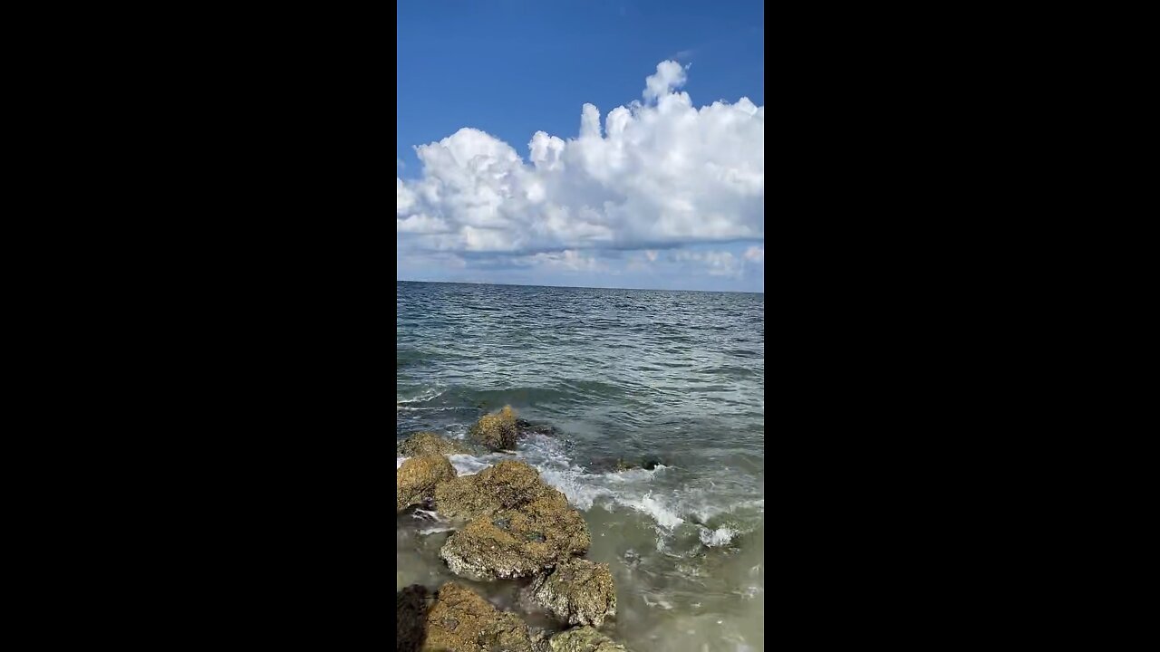 Incredible Livestream Clip Manatee Mating Season Vol. 4 #Manatees￼