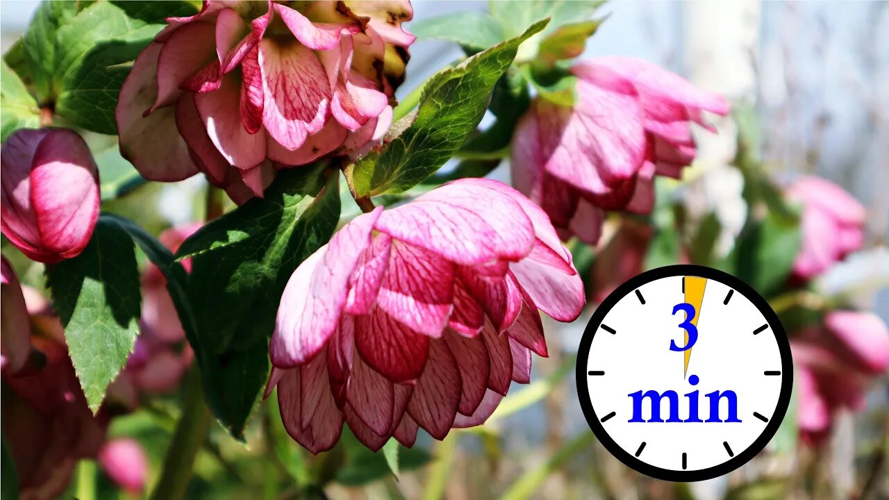 3 Minute Hellebore Tour - So Many Flowers!