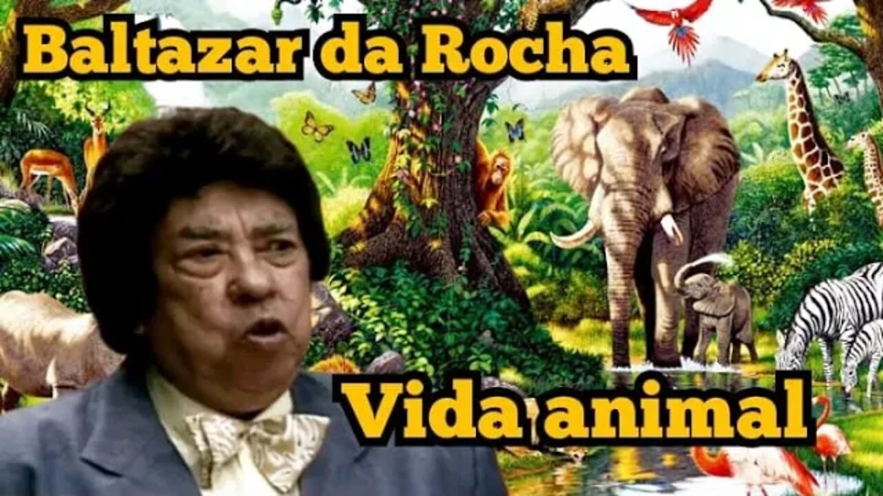 Escolinha do Professor Raimundo; Baltazar da Rocha, Vida Animal 🦝🐗🐼