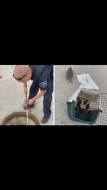 Police officers rescue trapped ducklings