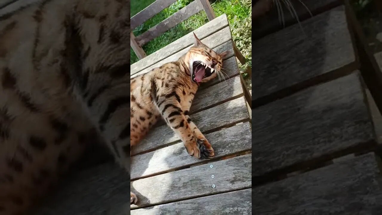 Happy sunshine Bengal cat 🐆🌞