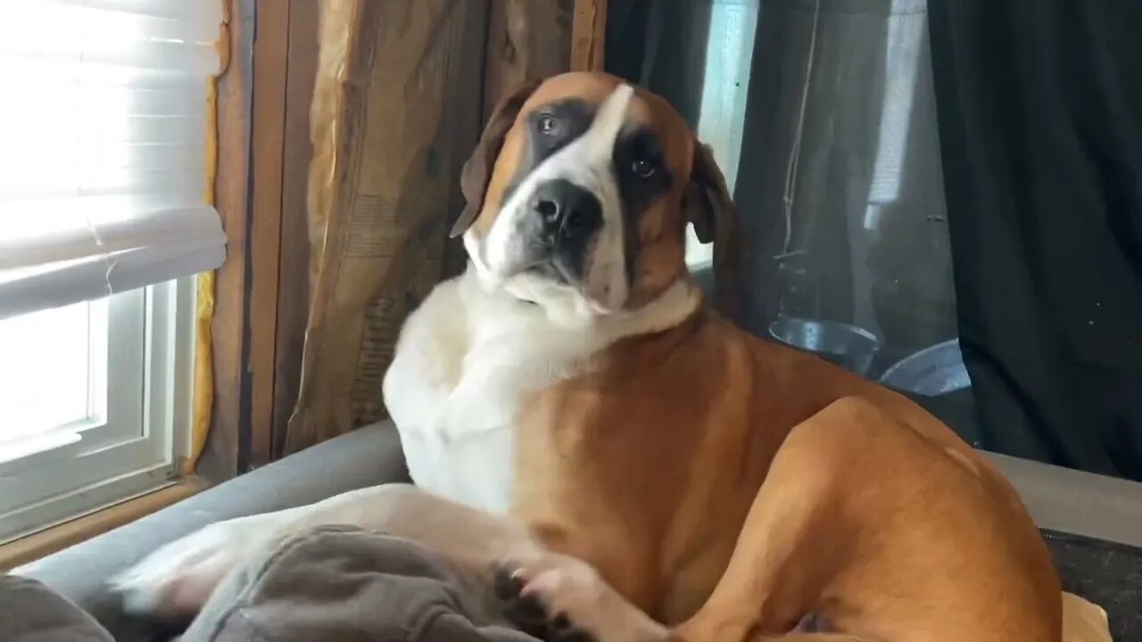 Window gazing- Great Dane dreaming of being outside