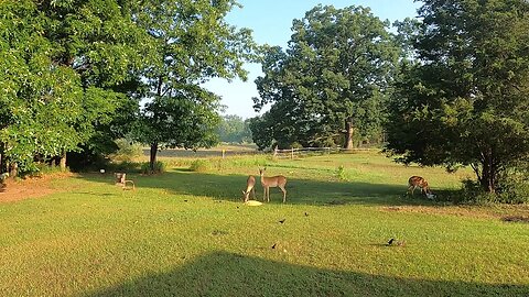 july 4th deer and rabbit no sqwerills