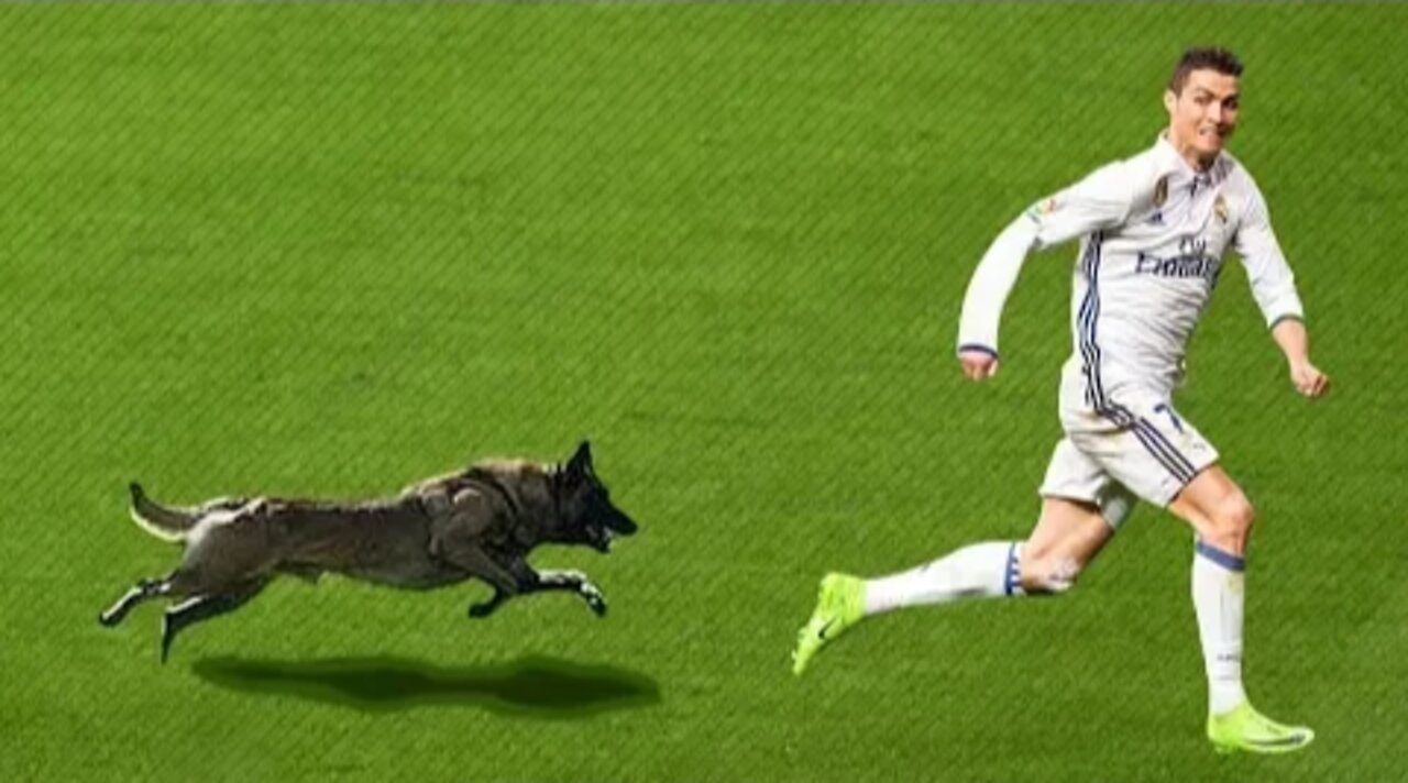 Dog Enter into a Football Match 😅