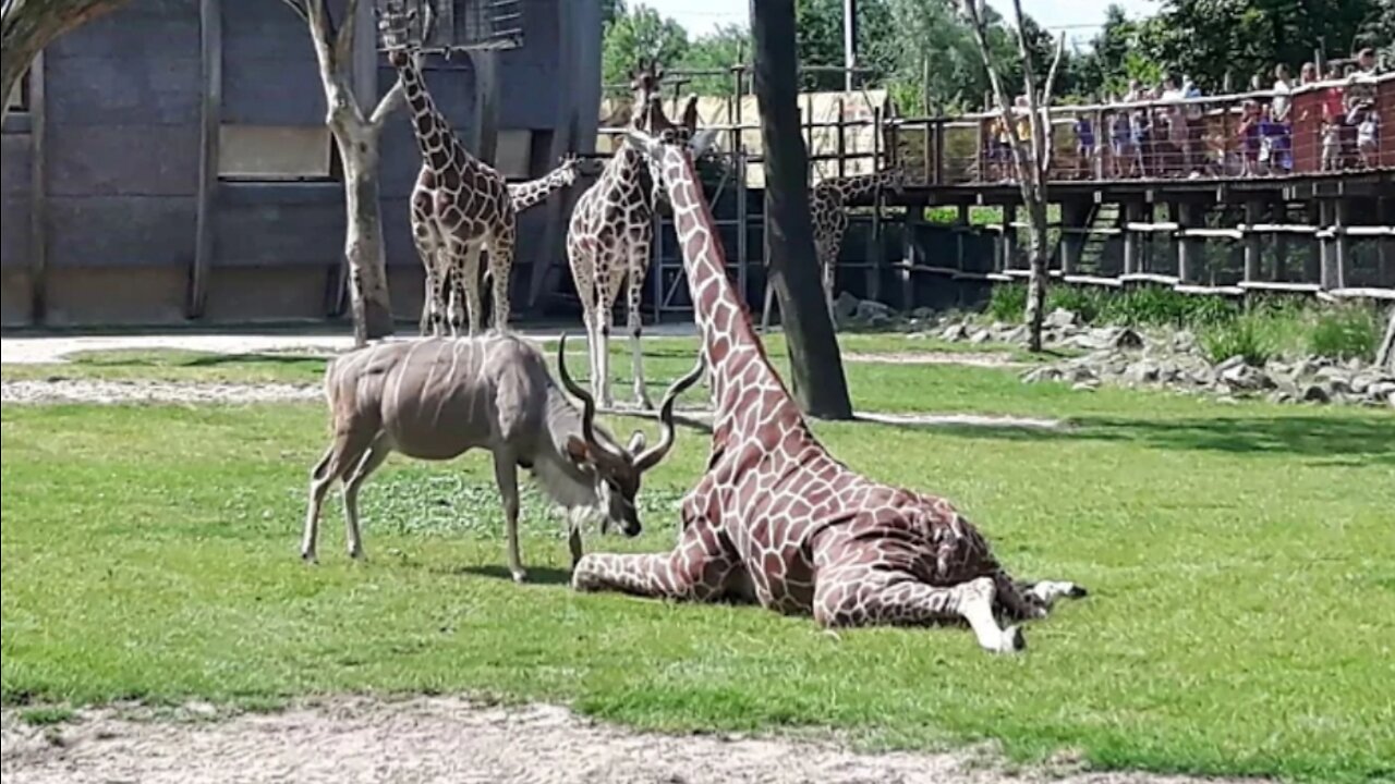 Shocking !kudu attack giraffe at blijdorp zoo rotterdam