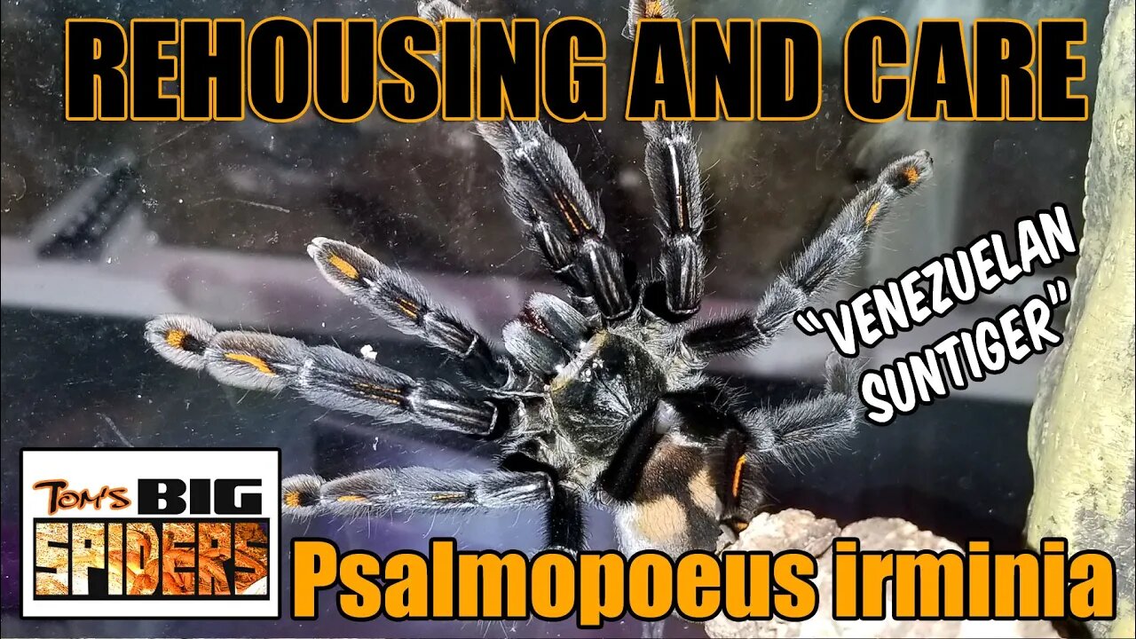 Psalmopoeus irminia "Venezuelan Suntiger" Rehouse and Care