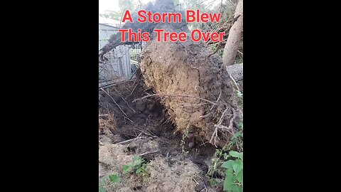 Tree Blown Over By A Storm Transformed Into A Seat