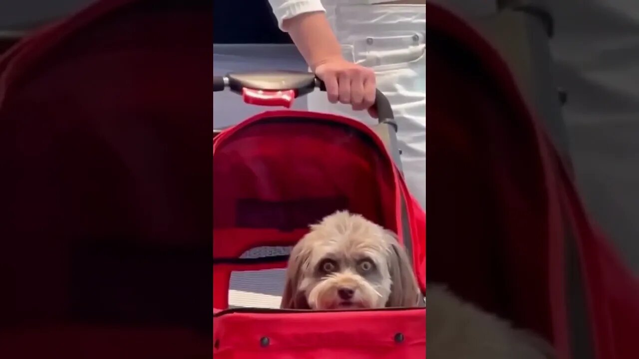 dog have seen some shit