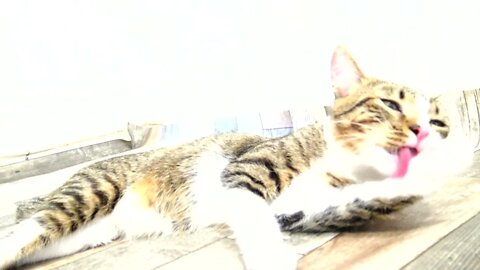 Grooming Time again