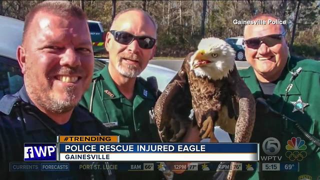 Gainesville police rescue injured eagle