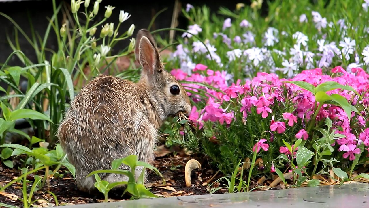 Rabbit Foraging on a Wet Afternoon