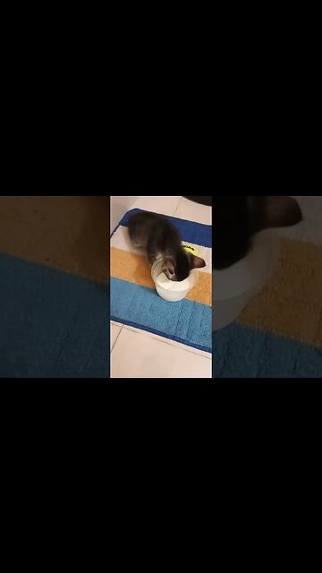 Kitty cat is having milk.😼