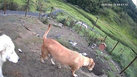 Older dog teaching maremma pup to ignore birds