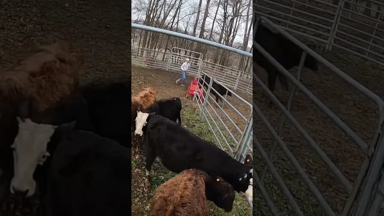 Heifer said that she might as well jump! #farm #ranch #cattle #farmlife #ranchlife #cowboys #calf