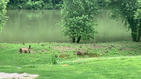 Canada Geese