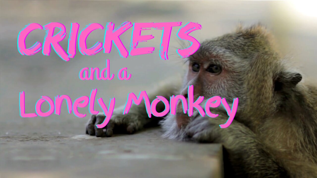 Crickets and a Lonely Monkey | Crickets and Monkeys | Ambient Sound | What Else Is There?