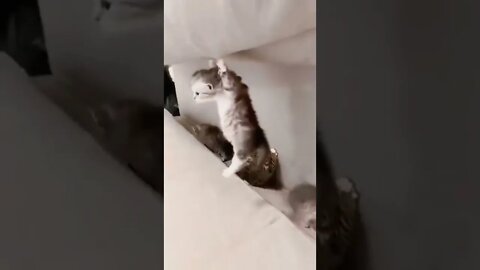 hide cats