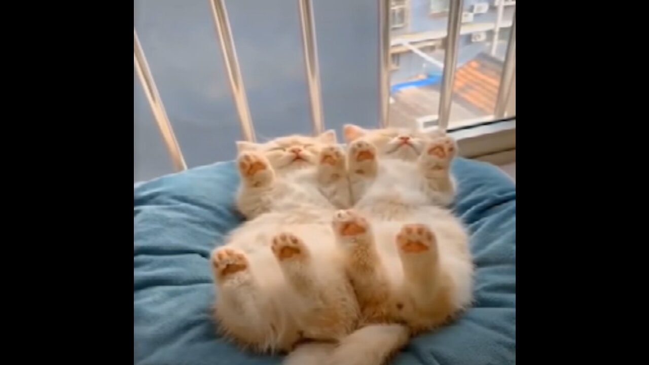 💗Cute And Funny Pets | Try Not To Laugh To These Pets Compilation #19💗