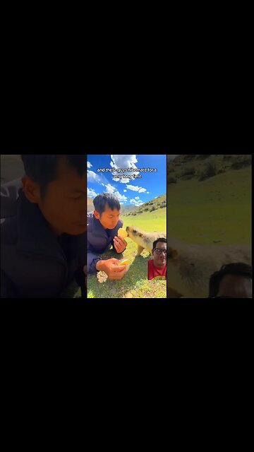 Marmots are people in disguise