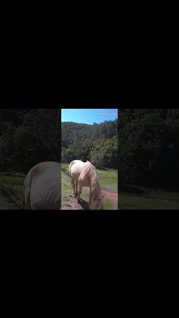 Palomino brumby grazing