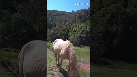 Palomino brumby grazing