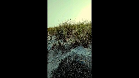 Dune Grass