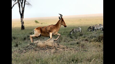 Amazing Wild Animal Attacks Compilation 2021