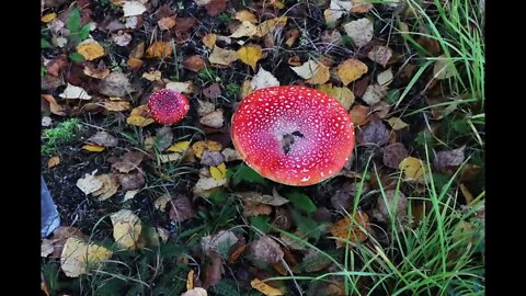 The beauty and dreariness of autumn