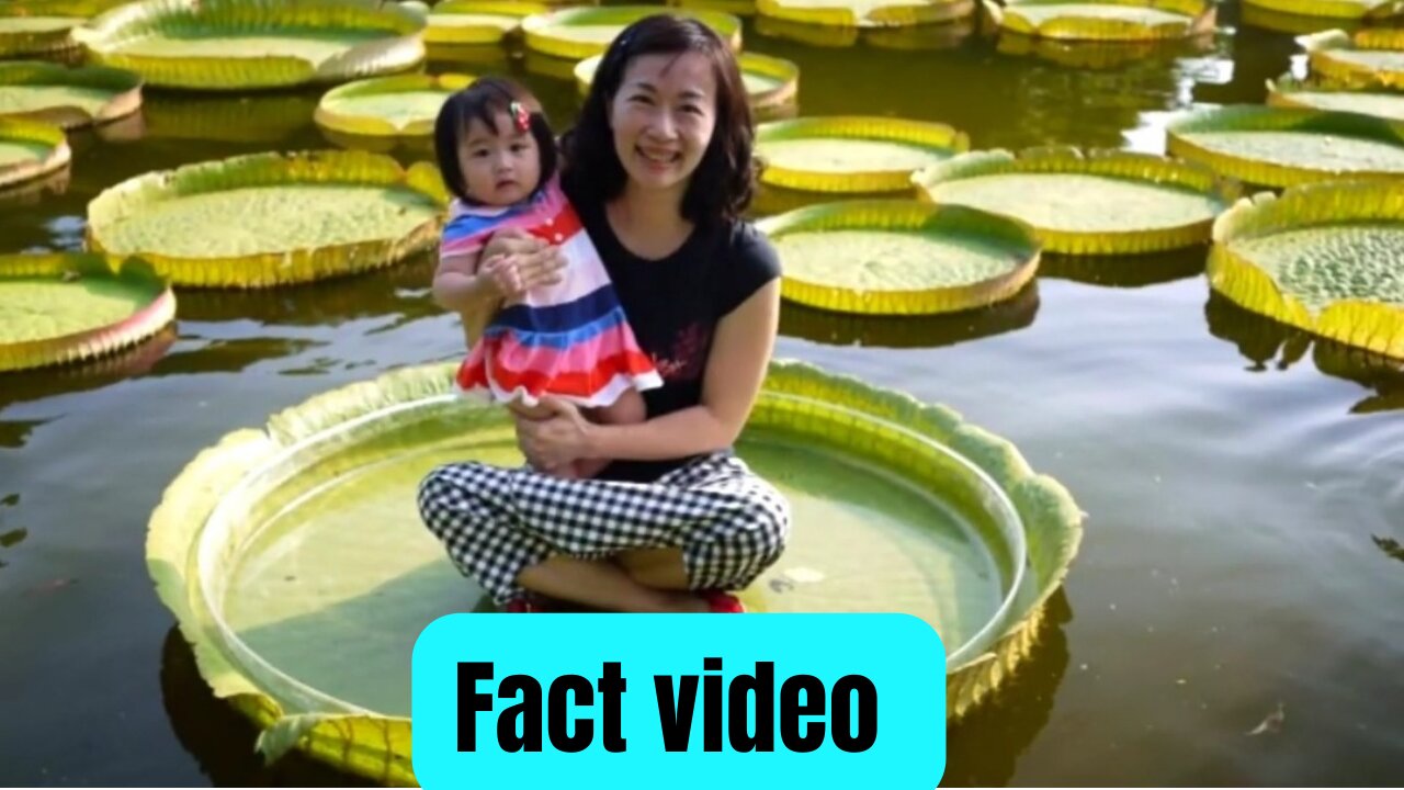 Fact video