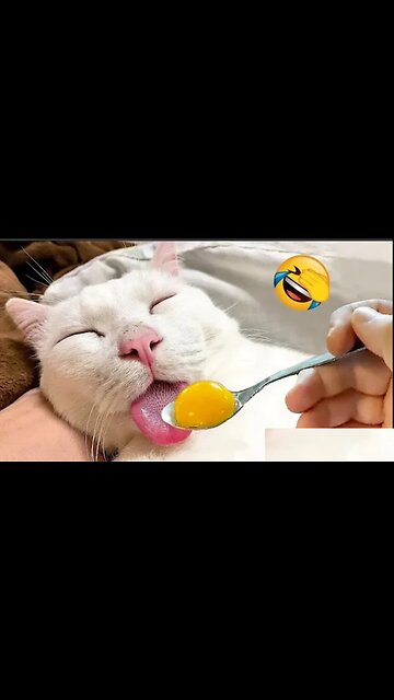 Funny Dogs And Cats Videos 2024 😅 - Best Funniest Animal Videos Of The week