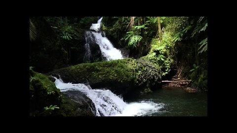 Sounds of nature rivers, birds cry and relax, meditate on the sounds of nature rivers