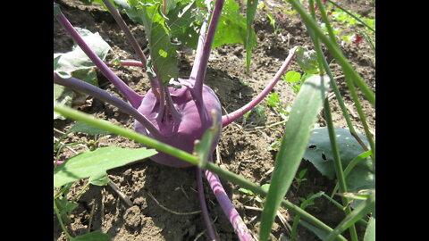 A Cup Of Healthy Turnip Sept 2021