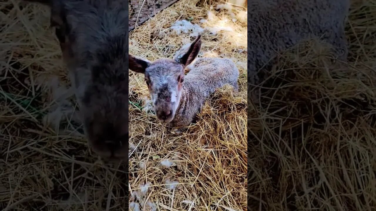 lambs #shearing #shearing #sheep #sheepfarming #farmlife #lambing