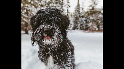 funny dog Playing in the snow