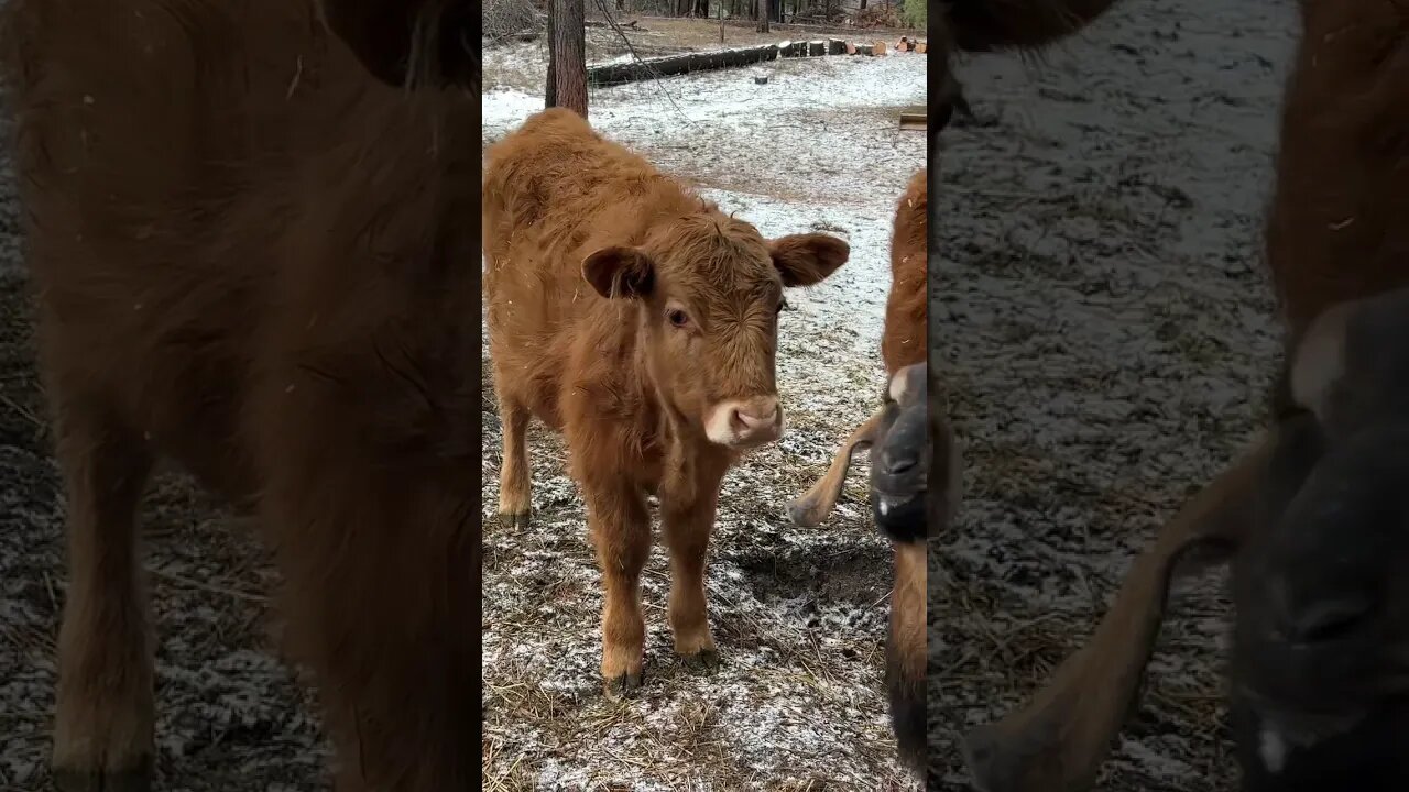 Moo says the bull. 🐂 meaning feed me now.